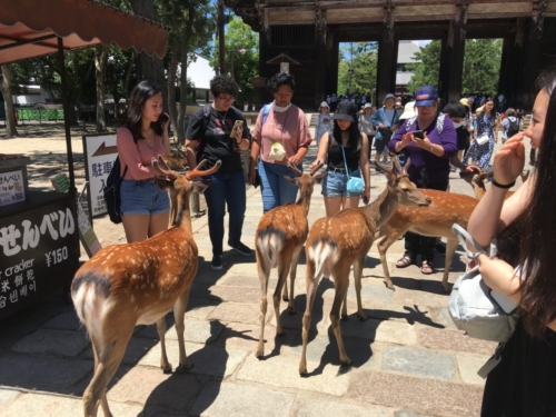 Nara Deer Park