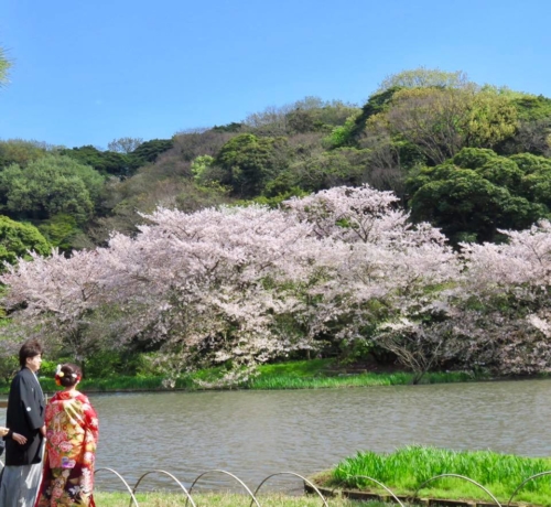 Cherry Blossom